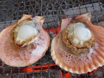 ヒオウギ貝 ヒオウギ貝