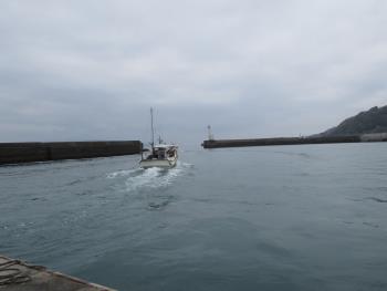 イルカウォッチング イルカウォッチング