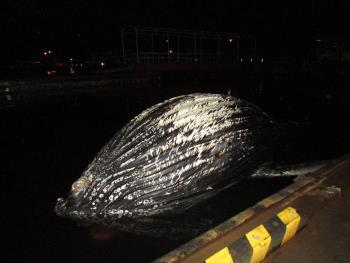 クジラ クジラ