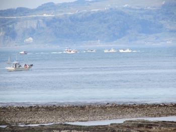 イルカウォッチング イルカウォッチング