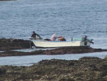 うに取り うに取り