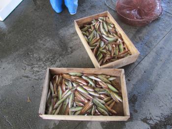 出荷風景 出荷風景