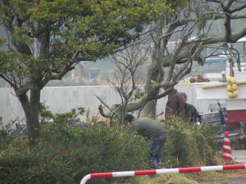 草むしり 草むしり