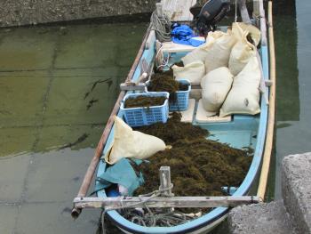 ヒジキ収穫 ヒジキ収穫