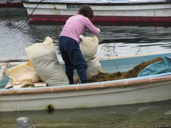 ヒジキ収穫 ヒジキ収穫