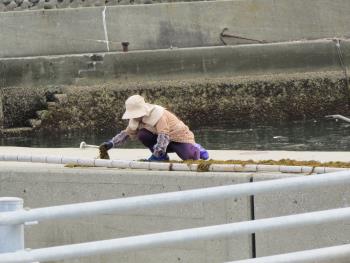 ヒジキ収穫 ヒジキ収穫