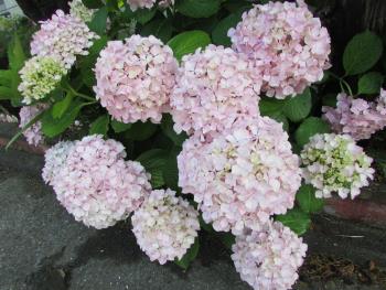 紫陽花 紫陽花