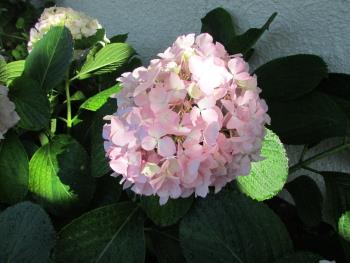 紫陽花 紫陽花