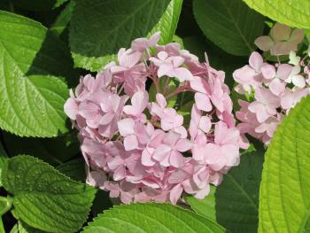 紫陽花 紫陽花