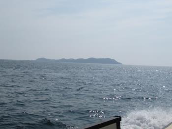 イルカウォッチング イルカウォッチング