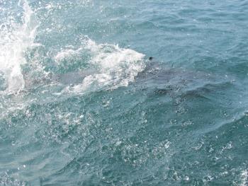 イルカウォッチング イルカウォッチング