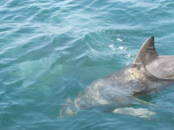 イルカウォッチング イルカウォッチング