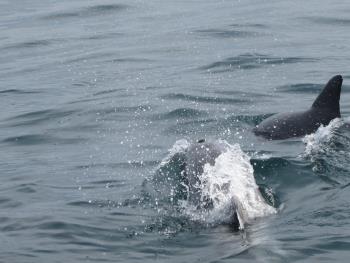 イルカウォッチング イルカウォッチング