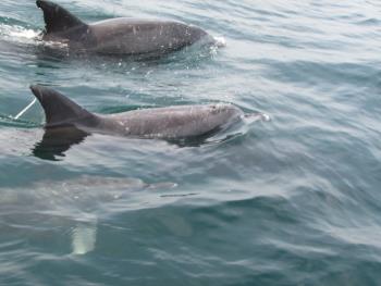 イルカウォッチング イルカウォッチング