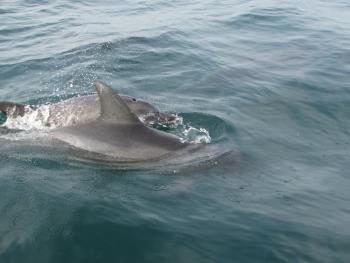 イルカウォッチング イルカウォッチング