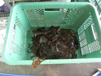 クロメ作業 クロメ作業