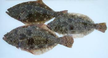 ひらめ(かれい) ひらめ(かれい)