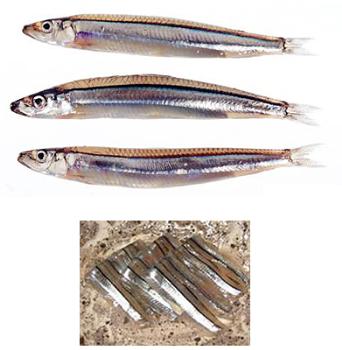 きびなご(かなぎ) きびなご(かなぎ)