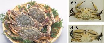 がざみ(わたりがに) がざみ(わたりがに)