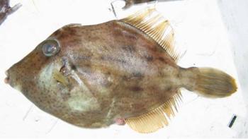 かわはぎ(こーべ) かわはぎ(こーべ)