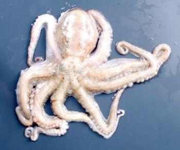 まだこ(たこ) まだこ(たこ)