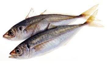 まあじ(あじ) まあじ(あじ)