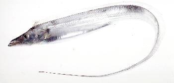 たちうお(たち) たちうお(たち)