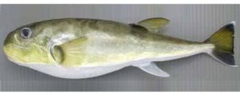 しろさばふぐ(かなとふぐ) しろさばふぐ(かなとふぐ)