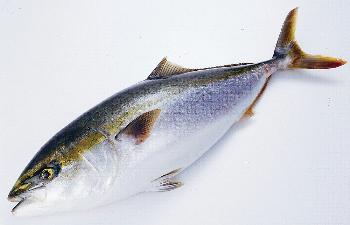 ぶり(小型は「やず」) ぶり(小型は「やず」)