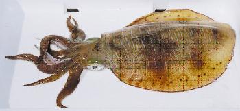 あおりいか(みずいか) あおりいか(みずいか)