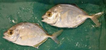 かいわり(ひらあじ、めっき) かいわり(ひらあじ、めっき)