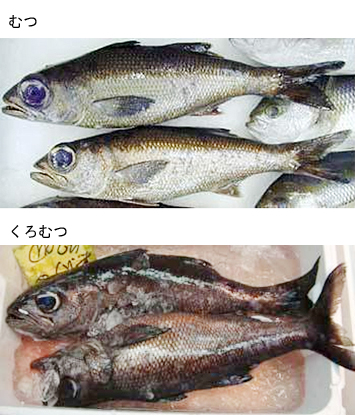 むつ・くろむつ むつ・くろむつ