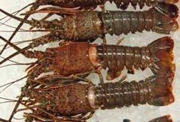 いせえび いせえび