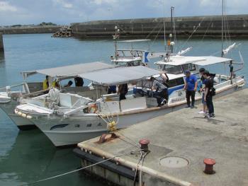 イルカウォッチング イルカウォッチング