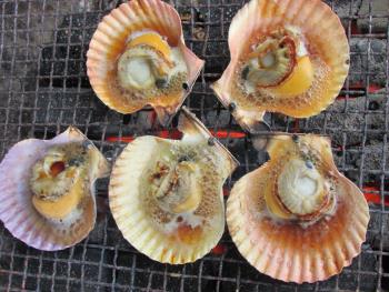 ヒオウギ貝 ヒオウギ貝