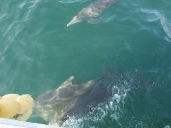 イルカウォッチング イルカウォッチング