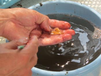 ウニ製造 ウニ製造