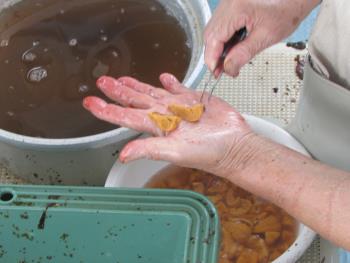 うに製造 うに製造