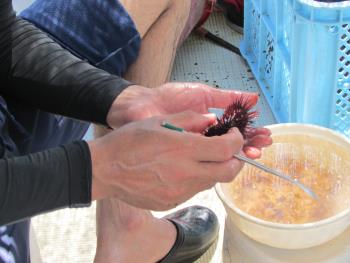 ウニ製造 ウニ製造