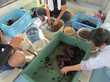 うに製造 うに製造