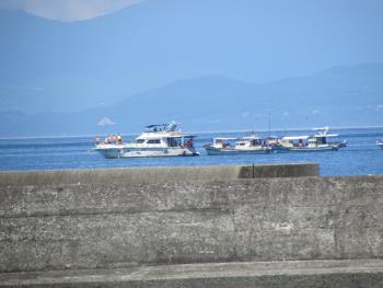 イルカウォッチング イルカウォッチング