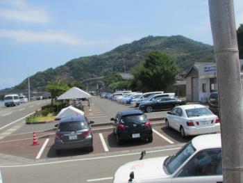 イルカウォッチング イルカウォッチング