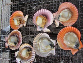 ヒオウギ貝 ヒオウギ貝