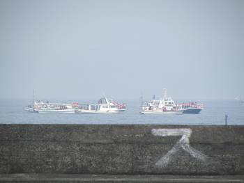 イルカウォッチング イルカウォッチング