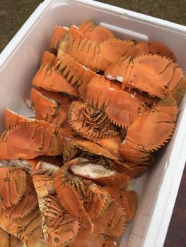 ウチワエビ ウチワエビ