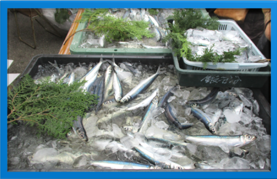 ウルメイワシ ウルメイワシ