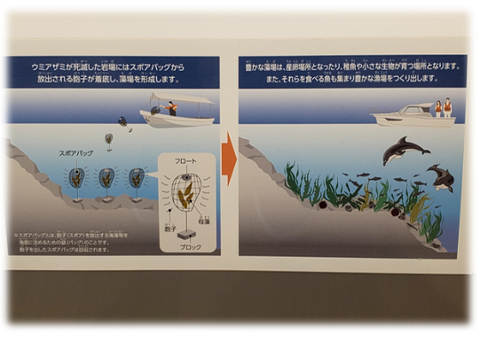 海アザミ駆除 海アザミ駆除