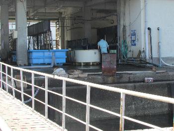 イケスへ イケスへ