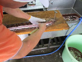 キダコ1 キダコ1