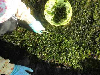 アオサ取り アオサ取り